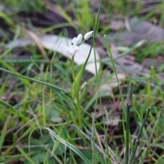 Wurmbea dioica subsp. dioica at Deakin, ACT - 20 Sep 2019 04:47 PM