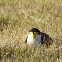 Vanellus miles (Masked Lapwing) at Kambah, ACT - 17 Sep 2019 by HelenCross