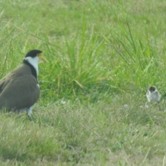 Vanellus miles (Masked Lapwing) at Kambah, ACT - 19 Sep 2019 by HelenCross