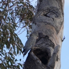 Callocephalon fimbriatum (Gang-gang Cockatoo) at Hughes, ACT - 20 Sep 2019 by JackyF