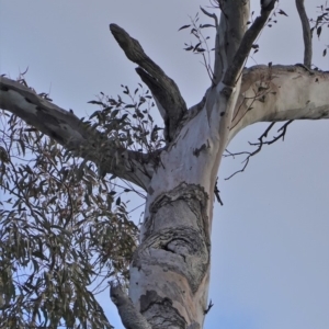 Callocephalon fimbriatum at Hughes, ACT - suppressed