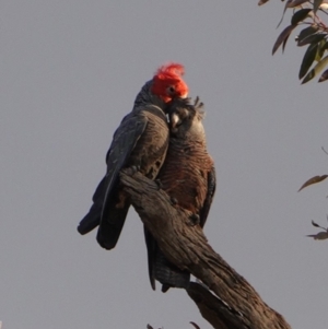 Callocephalon fimbriatum at Hughes, ACT - 20 Sep 2019