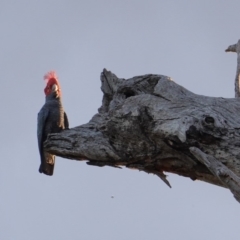 Callocephalon fimbriatum (Gang-gang Cockatoo) at Hughes, ACT - 20 Sep 2019 by JackyF