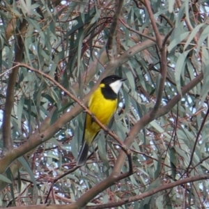 Pachycephala pectoralis at Deakin, ACT - 20 Sep 2019 04:10 PM