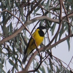 Pachycephala pectoralis at Deakin, ACT - 20 Sep 2019 04:10 PM