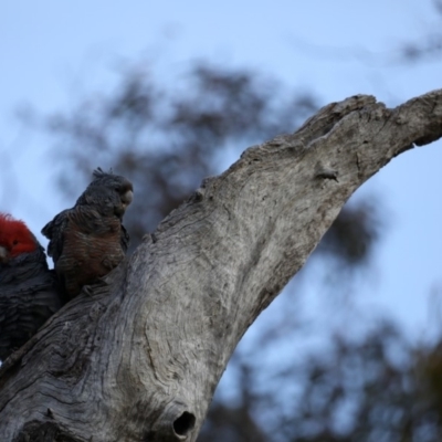 Callocephalon fimbriatum (Gang-gang Cockatoo) at Ainslie, ACT - 20 Sep 2019 by jbromilow50