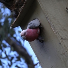 Eolophus roseicapilla at Ainslie, ACT - 20 Sep 2019 03:26 PM