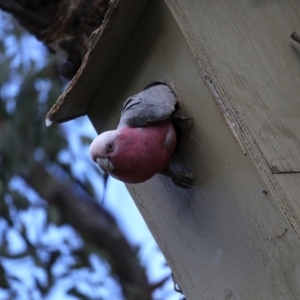 Eolophus roseicapilla at Ainslie, ACT - 20 Sep 2019 03:26 PM