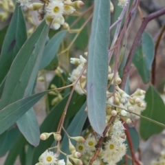 Eucalyptus polyanthemos (Red Box) at Deakin, ACT - 20 Sep 2019 by JackyF