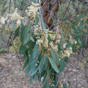 Eucalyptus polyanthemos at Deakin, ACT - 20 Sep 2019 04:00 PM