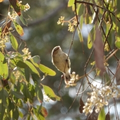 Eucalyptus polyanthemos at Deakin, ACT - 20 Sep 2019 04:00 PM