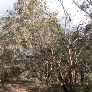 Eucalyptus polyanthemos at Deakin, ACT - 20 Sep 2019 04:00 PM