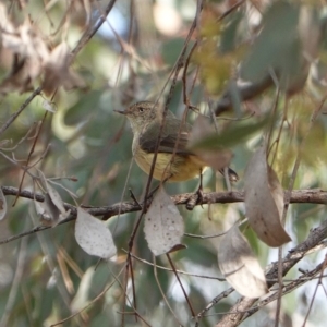 Acanthiza reguloides at Deakin, ACT - 20 Sep 2019