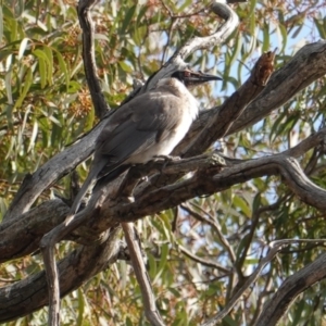 Philemon corniculatus at Hughes, ACT - 20 Sep 2019