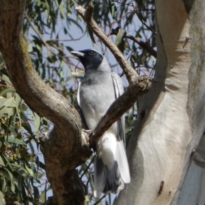 Coracina novaehollandiae at Hughes, ACT - 20 Sep 2019 03:45 PM