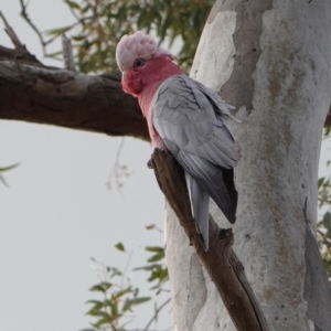 Eolophus roseicapilla at Deakin, ACT - 20 Sep 2019