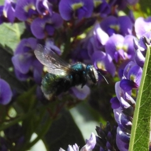 Xylocopa (Lestis) aerata at Acton, ACT - 20 Sep 2019