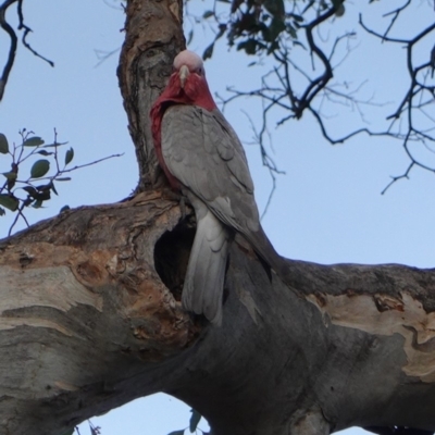 Eolophus roseicapilla (Galah) at Deakin, ACT - 20 Sep 2019 by JackyF