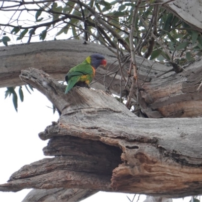 Trichoglossus moluccanus (Rainbow Lorikeet) at Hughes, ACT - 19 Sep 2019 by JackyF