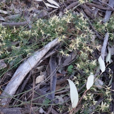 Clematis leptophylla (Small-leaf Clematis, Old Man's Beard) at Hughes, ACT - 20 Sep 2019 by JackyF