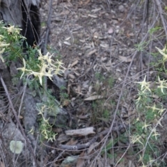 Clematis leptophylla at Hughes, ACT - 20 Sep 2019