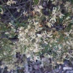 Clematis leptophylla at Hughes, ACT - 20 Sep 2019