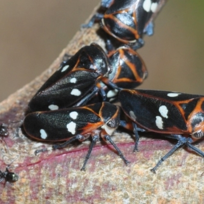 Eurymela fenestrata (Gum tree leafhopper) at Lower Molonglo - 19 Sep 2019 by Harrisi