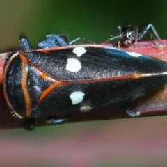 Eurymela fenestrata at Molonglo River Reserve - 19 Sep 2019