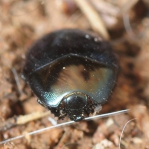 Saprinus (Saprinus) sp. (genus & subgenus) at Molonglo River Reserve - 19 Sep 2019