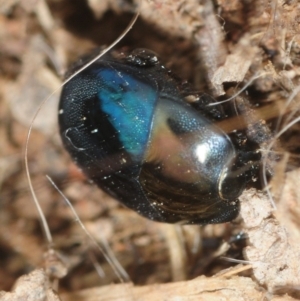 Saprinus (Saprinus) sp. (genus & subgenus) at Molonglo River Reserve - 19 Sep 2019