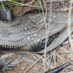 Tiliqua scincoides scincoides (Eastern Blue-tongue) at Bruce, ACT - 19 Sep 2019 by Harrisi