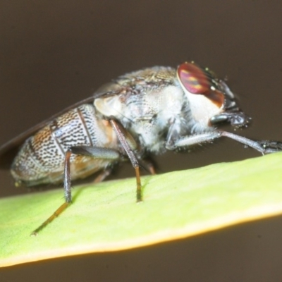 Stomorhina sp. (genus) (Snout fly) at Dunlop, ACT - 19 Sep 2019 by Harrisi