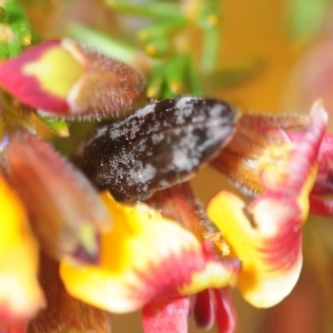 Diphucrania acuducta at Bruce, ACT - 19 Sep 2019