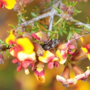 Diphucrania acuducta at Bruce, ACT - 19 Sep 2019