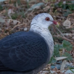 Columba leucomela (White-headed Pigeon) at Symonston, ACT - 20 Sep 2019 by rawshorty