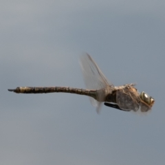 Anax papuensis (Australian Emperor) at Fyshwick, ACT - 20 Sep 2019 by rawshorty