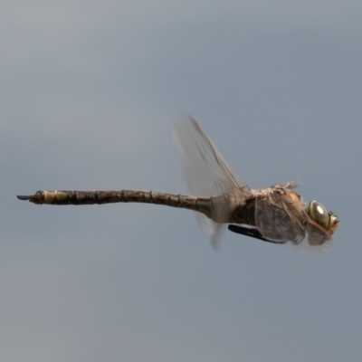 Anax papuensis (Australian Emperor) at Fyshwick, ACT - 20 Sep 2019 by rawshorty