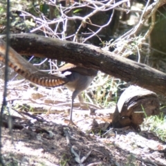 Menura novaehollandiae (Superb Lyrebird) at Black Range, NSW - 26 Mar 2019 by MatthewHiggins