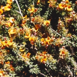 Pultenaea procumbens at Conder, ACT - 28 Oct 1999