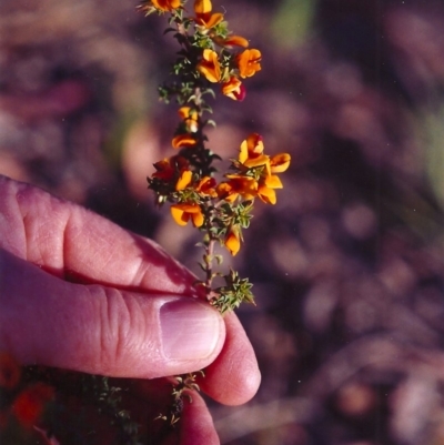 Pultenaea procumbens (Bush Pea) at Conder, ACT - 3 Nov 2000 by michaelb