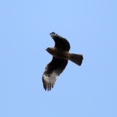 Hieraaetus morphnoides (Little Eagle) by jb2602