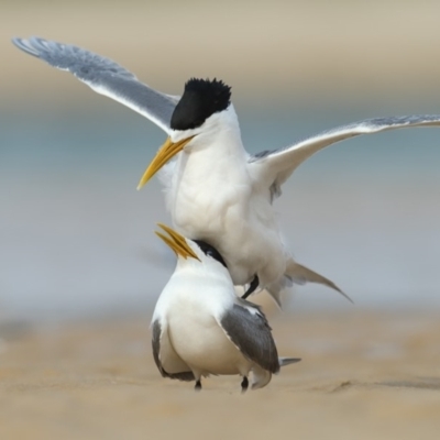 Thalasseus bergii (Crested Tern) at Merimbula, NSW - 21 Sep 2019 by Leo