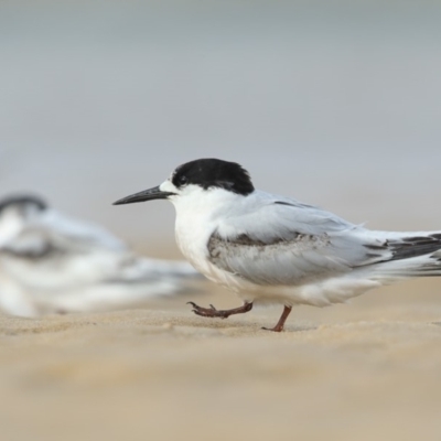 Sterna striata (White-fronted Tern) at Merimbula, NSW - 21 Sep 2019 by Leo