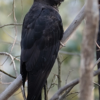 Zanda funerea (Yellow-tailed Black-Cockatoo) at Fisher, ACT - 20 Sep 2019 by Marthijn