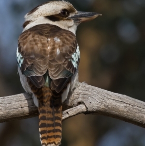 Dacelo novaeguineae at Fisher, ACT - 21 Sep 2019 08:09 AM