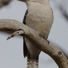 Dacelo novaeguineae at Fisher, ACT - 21 Sep 2019 08:09 AM