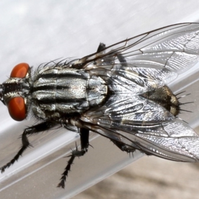 Sarcophagidae sp. (family) (Unidentified flesh fly) at Ainslie, ACT - 19 Sep 2019 by jbromilow50