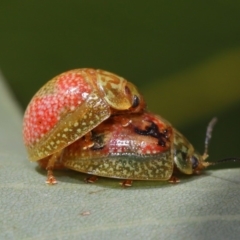 Paropsisterna fastidiosa (Eucalyptus leaf beetle) at Hackett, ACT - 20 Sep 2019 by TimL