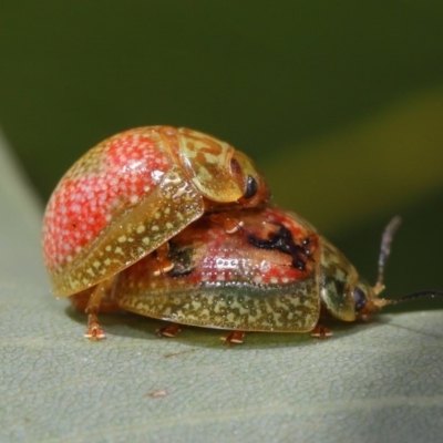 Paropsisterna fastidiosa (Eucalyptus leaf beetle) at Hackett, ACT - 20 Sep 2019 by TimL
