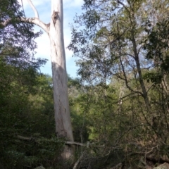 Eucalyptus cypellocarpa (Monkey Gum, Mountain Grey Gum) at Black Range, NSW - 30 Apr 2019 by MatthewHiggins